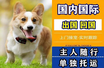 红桥区宠物托运公司红桥区宠物托运公司红桥区宠物托运公司