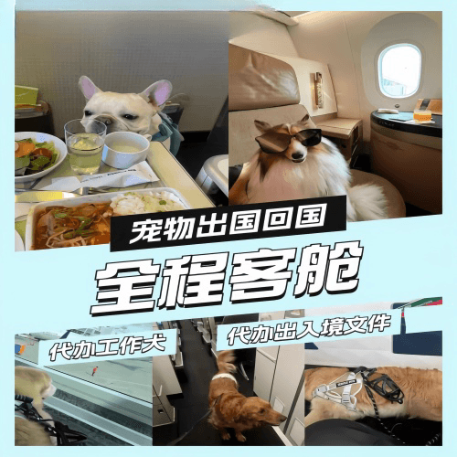 红桥区宠物托运到白俄罗斯宠物入境规定和要求