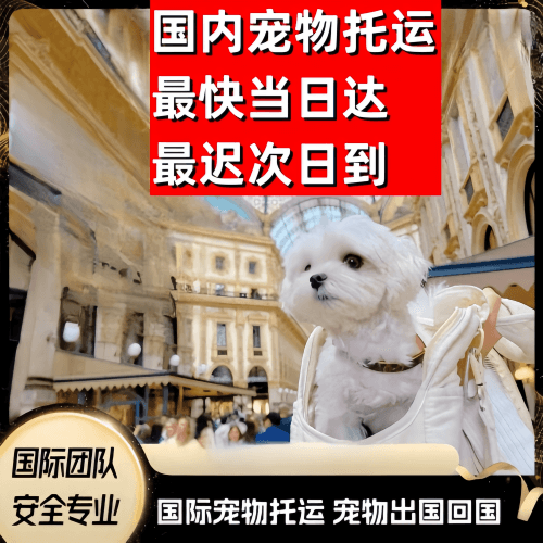 红桥区到澳大利亚（澳洲）宠物入境规定和要求